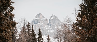 白昼雪山附近的松树